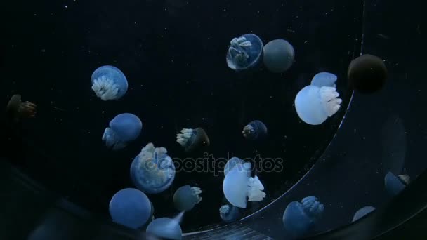Muitas medusas pequenas nadam lentamente debaixo d 'água — Vídeo de Stock