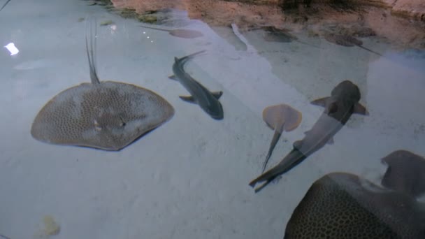 Stingrays com outro peixe marinho flutua nas profundezas — Vídeo de Stock