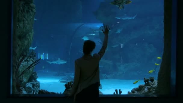 Mujer estancia cerca de gran acuario tanque, viendo los peces — Vídeos de Stock