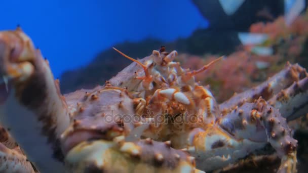 Close up shot of head of giant japanese spider crab — Stock Video