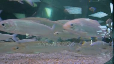 Büyük akvaryumda yüzen gümüş balık sürüsü