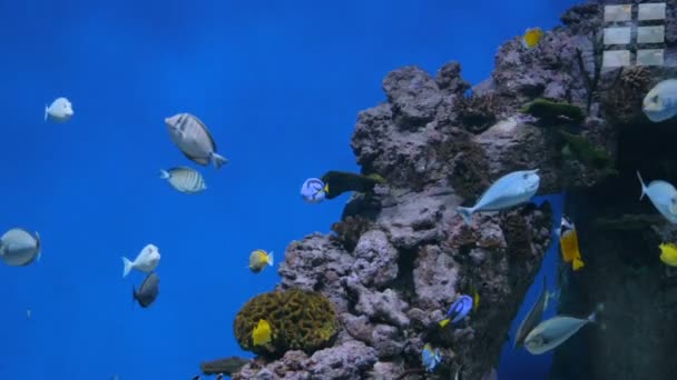 Shoal van kleurrijke vissen zwemmen in een groot aquarium — Stockvideo