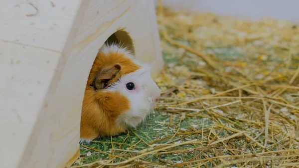 Hayvanat Bahçesi beyaz evde eskiden şiling şimdi domuz