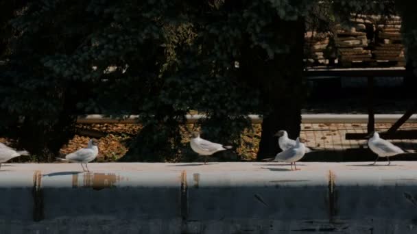 在混凝土桥墩上行走的海鸥群 — 图库视频影像