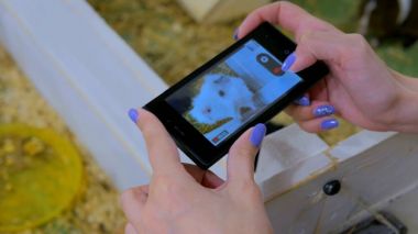 Akıllı telefon kullanan kadın eskiden şiling şimdi domuz fotoğrafını çekin