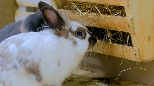 Rabbits eat hay in farm