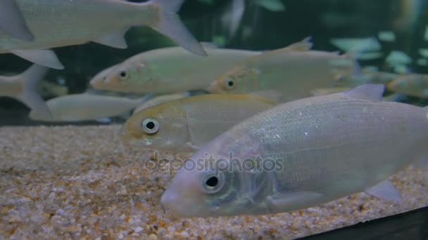 Shoal van zilveren vissen zwemmen in een groot aquarium — Stockvideo