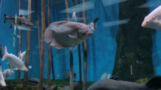 Différents poissons nageant dans un immense aquarium — Video