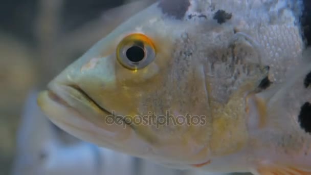 Close up shot of fish head — Stock Video