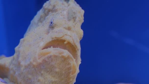 Hässliche Fische öffnen langsam ihr Maul — Stockvideo