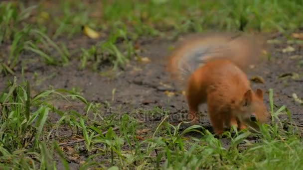 Cute red squirrel hiding nut — Stock Video