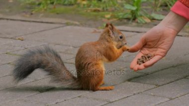 Kadın parkta sincap beslemeleri
