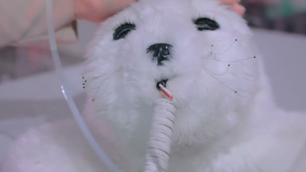 Woman strokes cute japan robot seal at robotic show — Stock Video