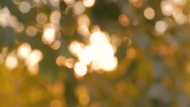 Abstract natuur bokeh achtergrond — Stockvideo