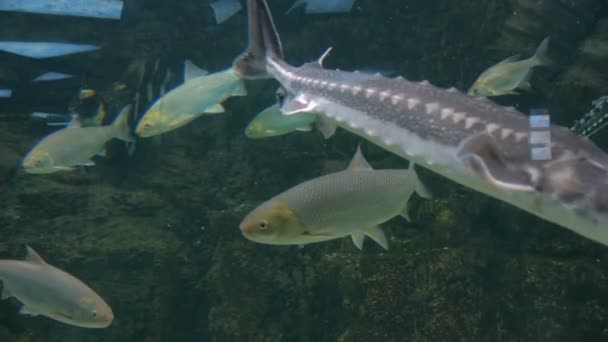 Verschillende vissen zwemmen in het enorme aquarium — Stockvideo