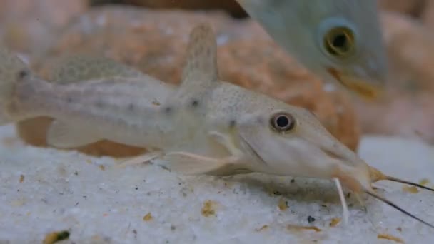 Some catfishes swimming in aquarium — Stock Video