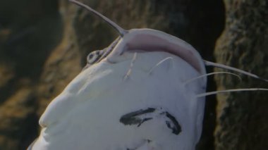 Büyük yayın balığı. Phractocephalus hemioliopterus