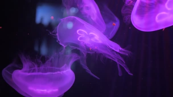 Медузы медленно плавают под водой — стоковое видео