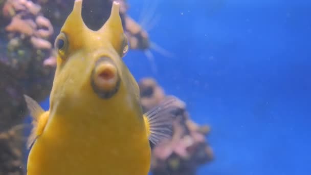 サンゴの近くに黄色の面白い魚のショットを閉じる — ストック動画