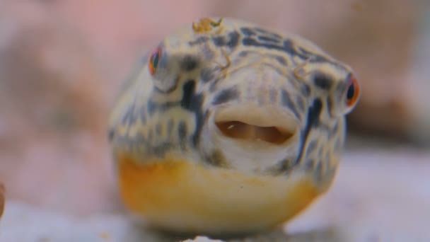 Zblízka záběr hlavy ryby — Stock video