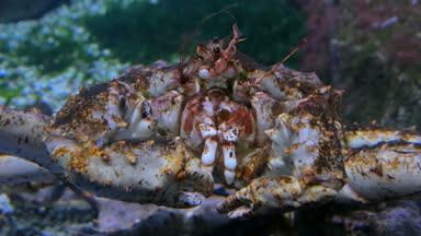 Dev Japon örümcek yengeci başkanı atış kapatmak