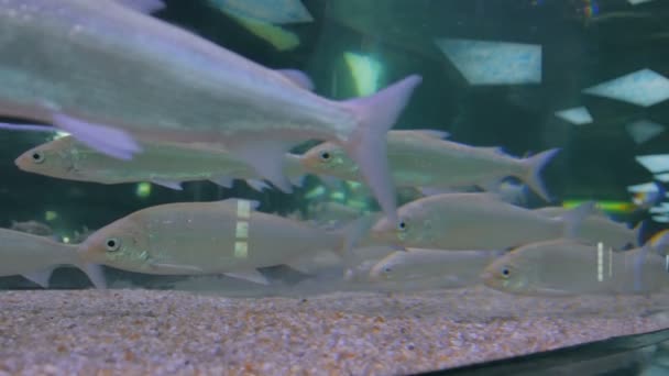 Shoal van zilveren vissen zwemmen in een groot aquarium — Stockvideo