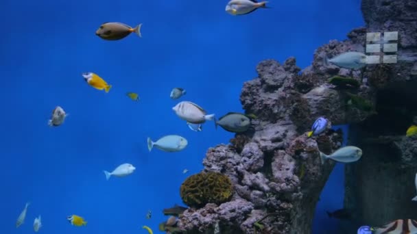 Ławica kolorowych ryb pływających w ogromnym akwarium — Wideo stockowe