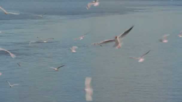 Large group of seagulls — Stock Video