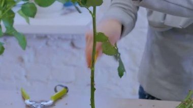 Stüdyoda çiçeklerle çalışan profesyonel bir çiçekçi.