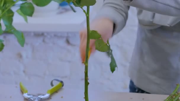 Professionelle Floristin arbeitet im Atelier mit Blumen — Stockvideo
