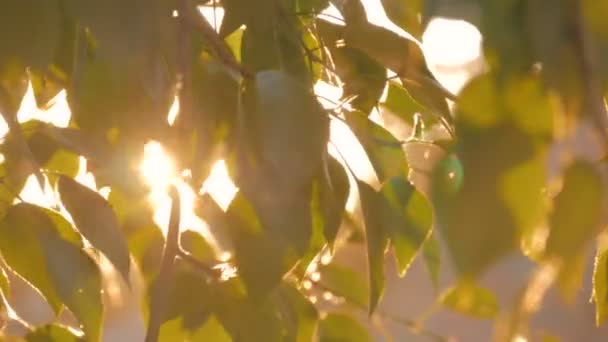 Fondo natural con follaje y destellos de lentes solares al atardecer — Vídeo de stock