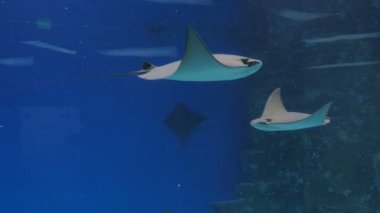 Stingrays yüzen olarak derin