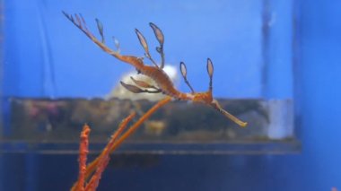 Mavi su egzotik tropik deniz atı