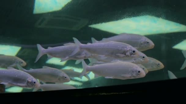 Ezüst halrajok úsznak a hatalmas akváriumban. — Stock videók