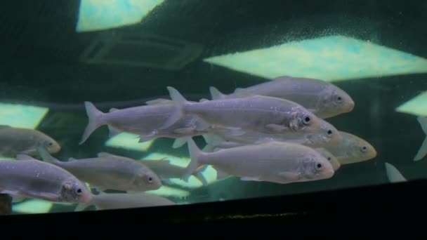 银鱼在巨大的水族馆里游来游去 — 图库视频影像