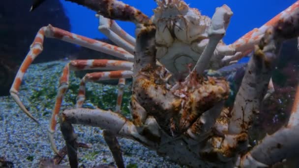 Two giant japanese spider crabs slowly moving — Stock Video