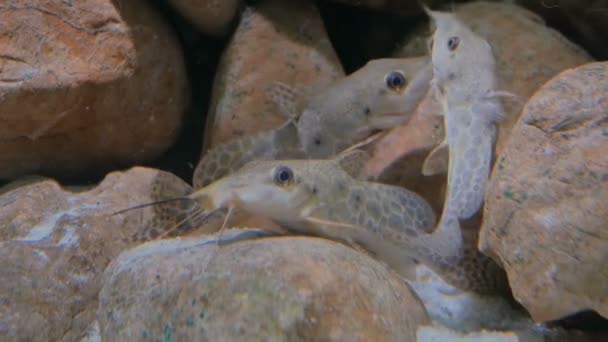 Alguns peixes-gato nadando no aquário — Vídeo de Stock