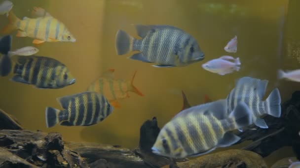 Kocaman bir akvaryumda yüzen renkli balık sürüsü — Stok video