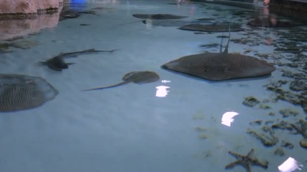 Stachelrochen mit anderen Meeresfischen treiben in der Tiefe — Stockvideo