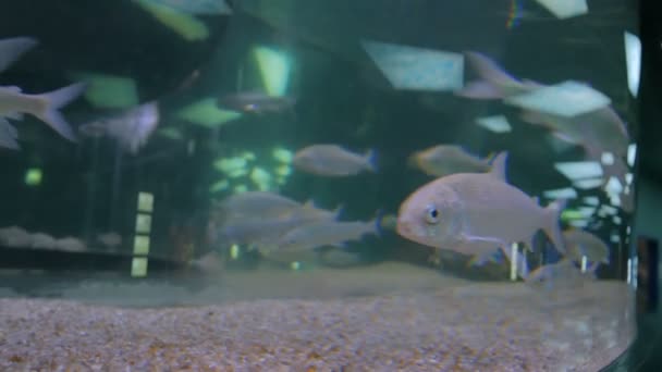 Banc de poissons argentés nageant dans un immense aquarium 