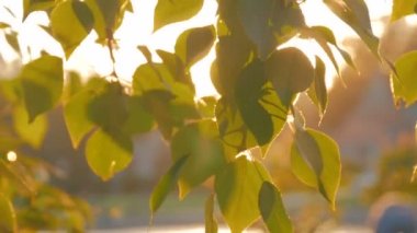 Gün batımında yeşillik ve güneş mercekleri parlayan doğa arkaplanı