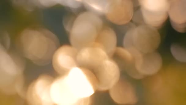 Abstract nature bokeh background — Stock Video