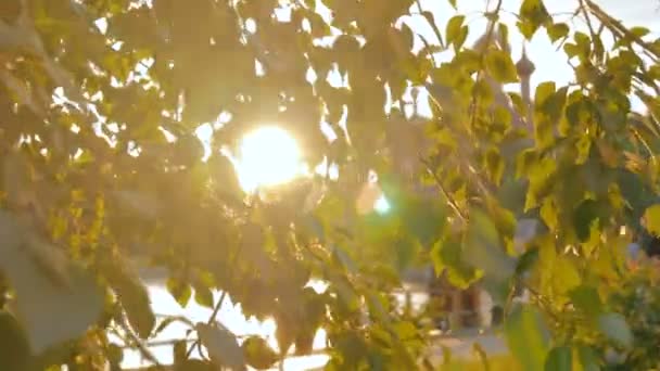 Fondo natural con follaje y destellos de lentes solares al atardecer — Vídeo de stock