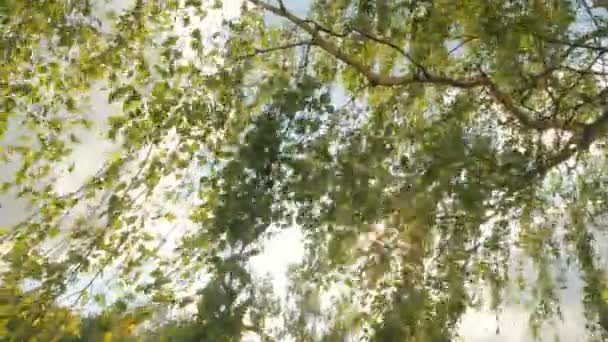 Fond naturel avec feuillage 