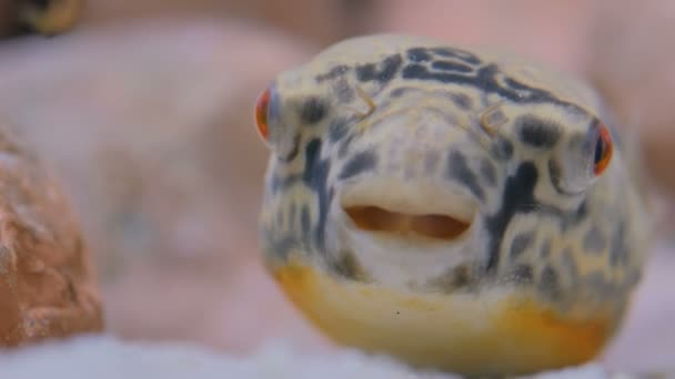 Close up shot of head of fish — Stock Video