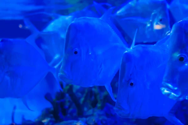 School of silver metynnis swimming in huge aquarium. Blue light — Stock Photo, Image