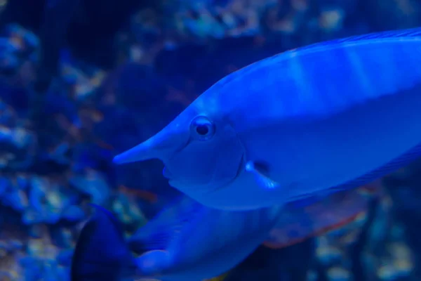 Peces divertidos con la nariz larga nadando bajo el agua — Foto de Stock