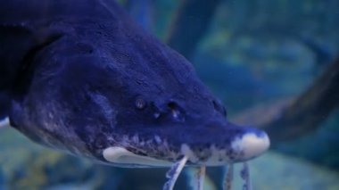 Yayınbalığına yakından bak. Phractocephalus hemioliopterus