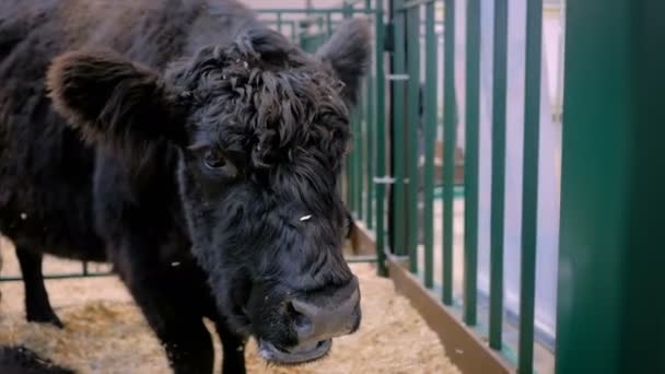 Svart tjur äta hö på lantbruksdjur utställning — Stockvideo