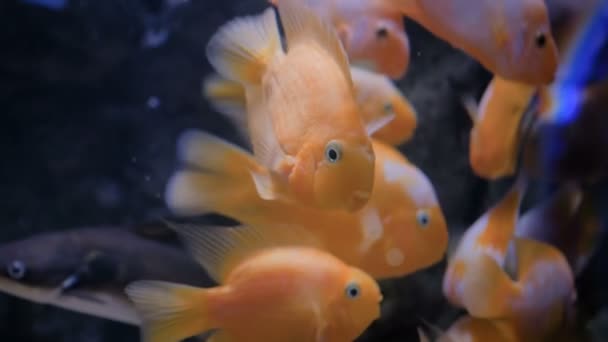 School of small goldfish, underwater world — Stock Video